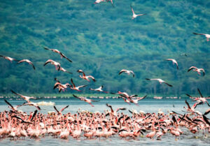 Read more about the article 5 Days Amboseli, Tsavo West And Tsavo East