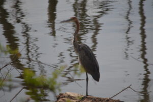 Read more about the article 4 Days  Lake Nakuru National Park and Masai Mara Game Reserve