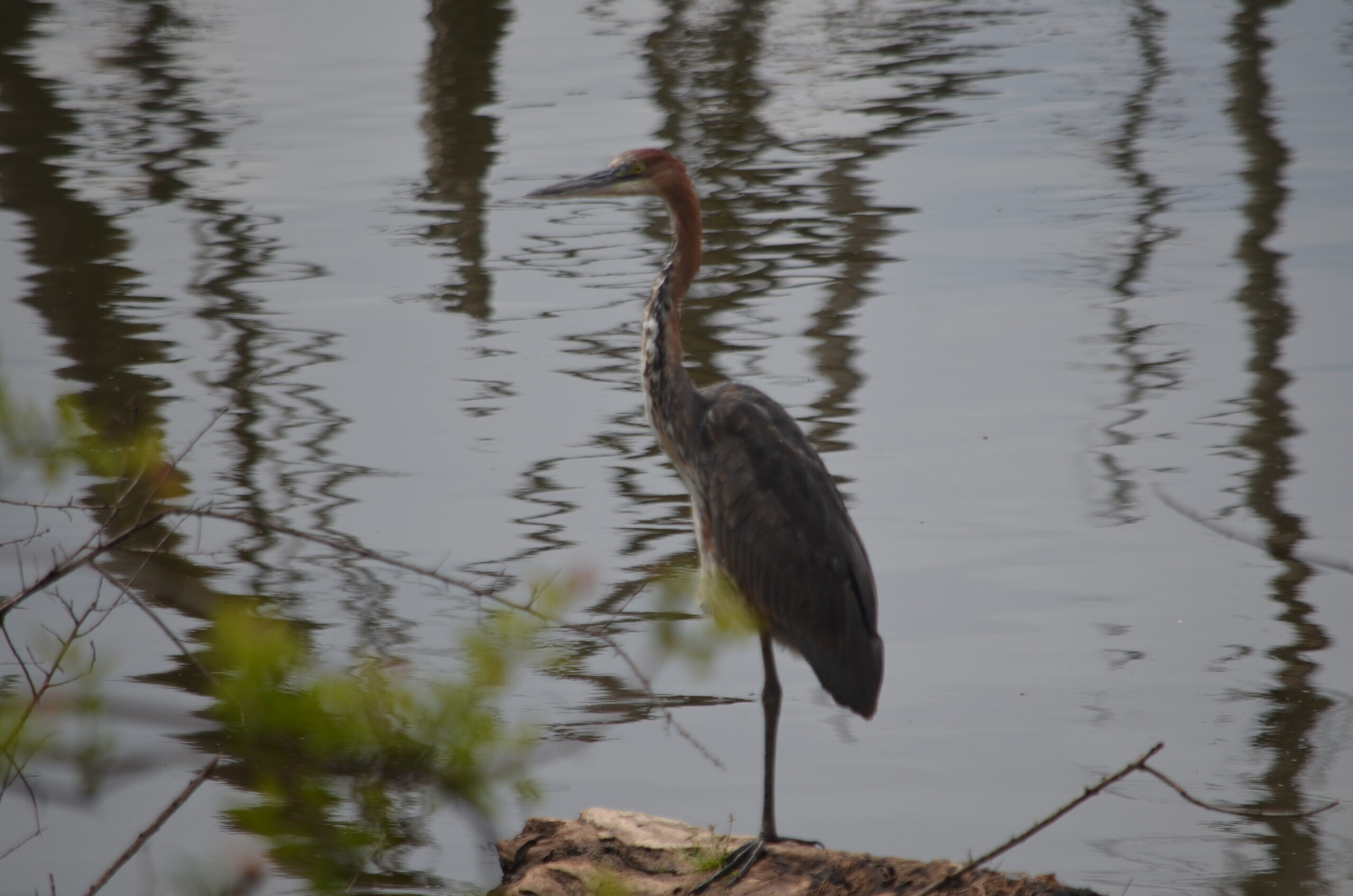 Read more about the article 4 Days  Lake Nakuru National Park and Masai Mara Game Reserve