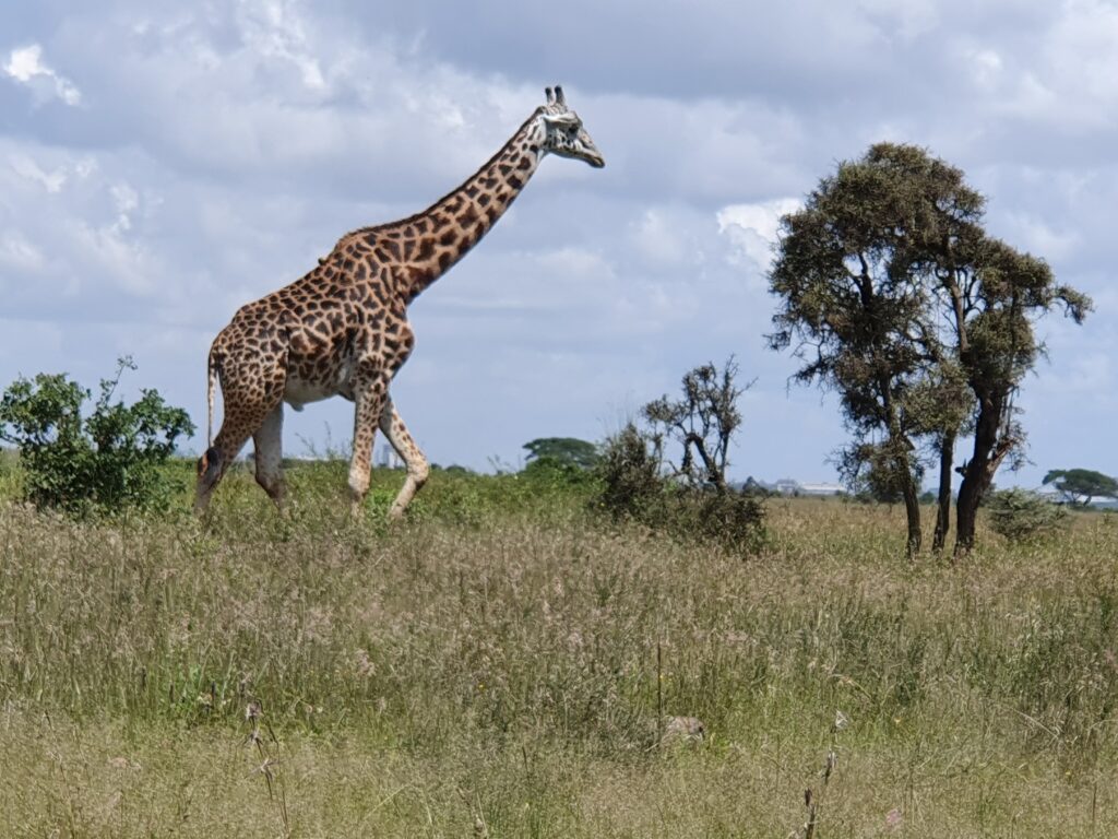Giraffe in its natural habitat within Kenya