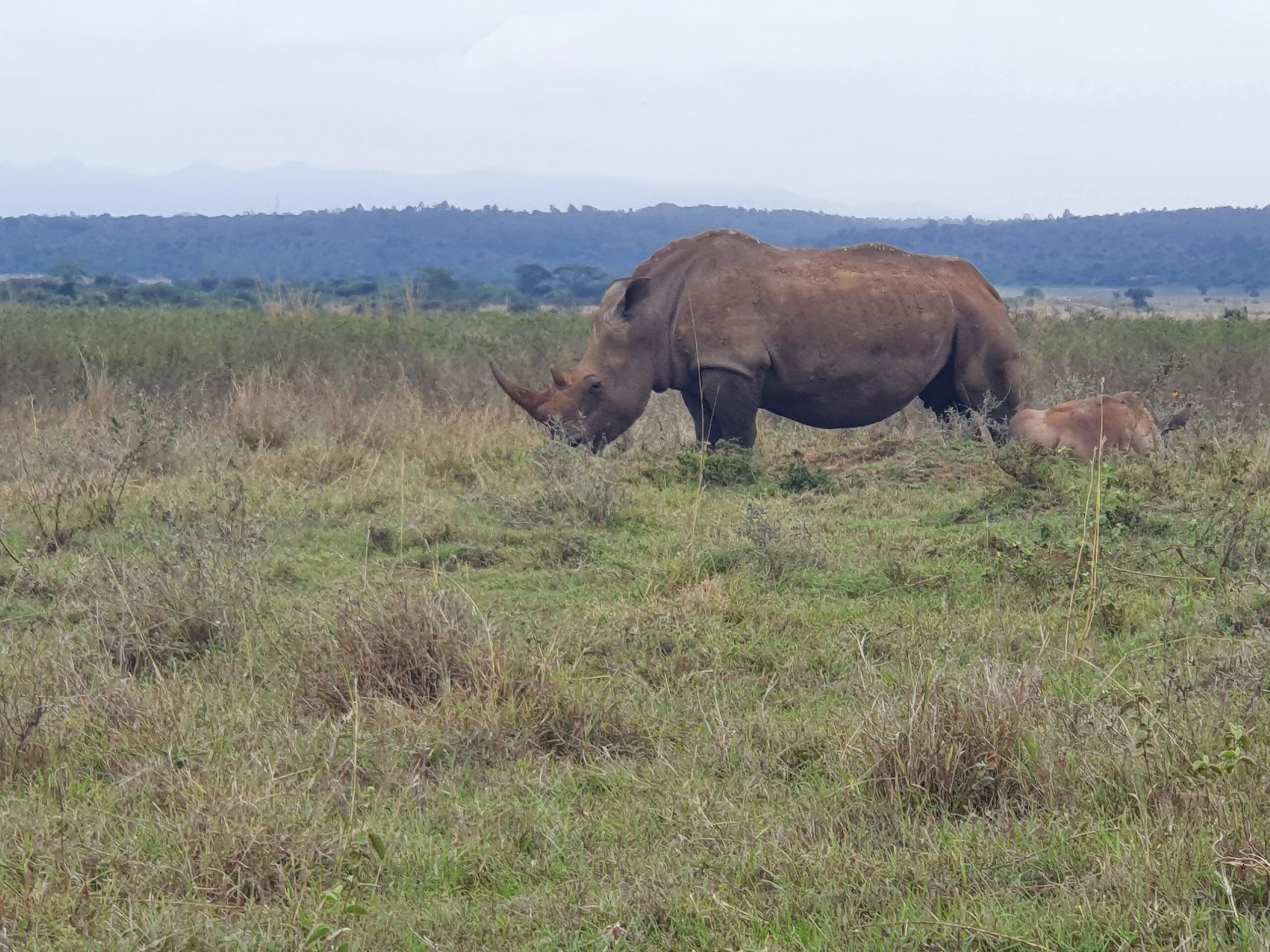 Read more about the article 1 Day Nairobi National Park & David Sheldrick Elephant Sanctuary Package