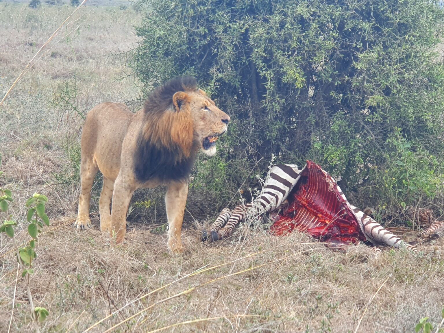 Lion with its dead prey at Nairobi National Park, Kenya.