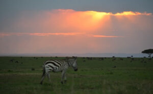 Read more about the article 8 Days Amboseli – Aberdare – L. Nakuru – L. Naivasha – Maasai Mara Safari Package