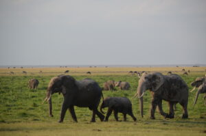 Read more about the article 4 Days Amboseli  & Tsavo West National Parks Safari Package