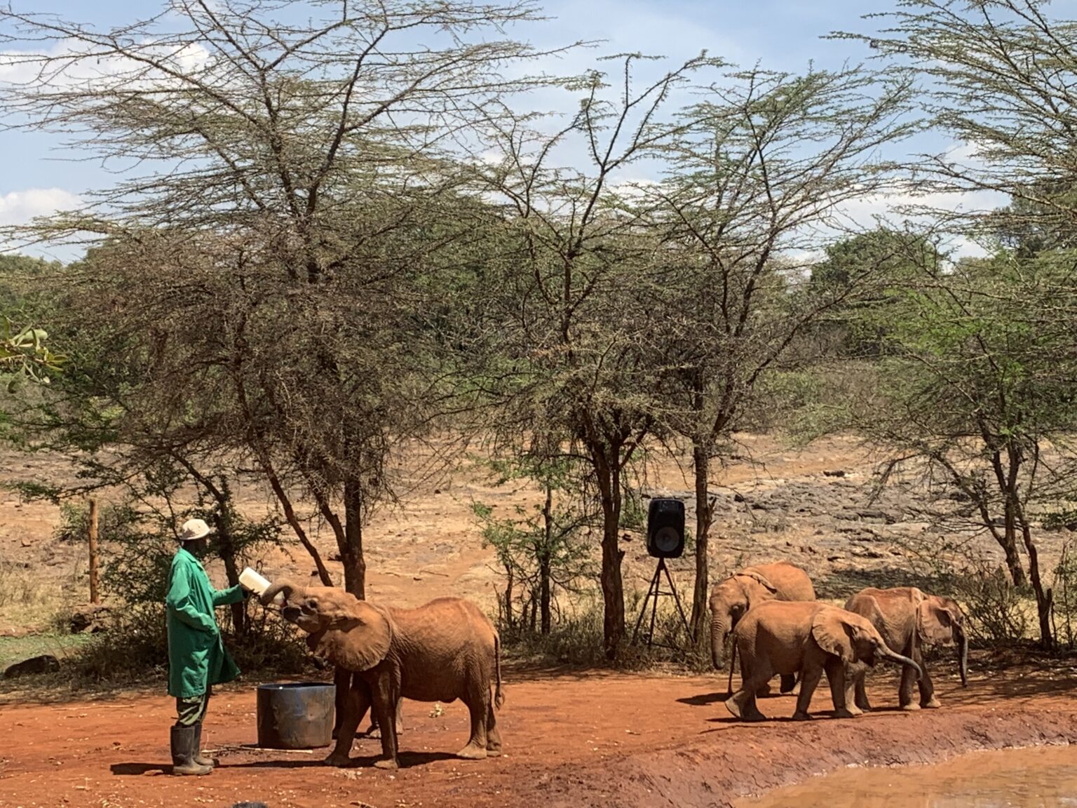 Baby elephants feeding at David Sheldrick Elephant Sanctuary, Nairobi