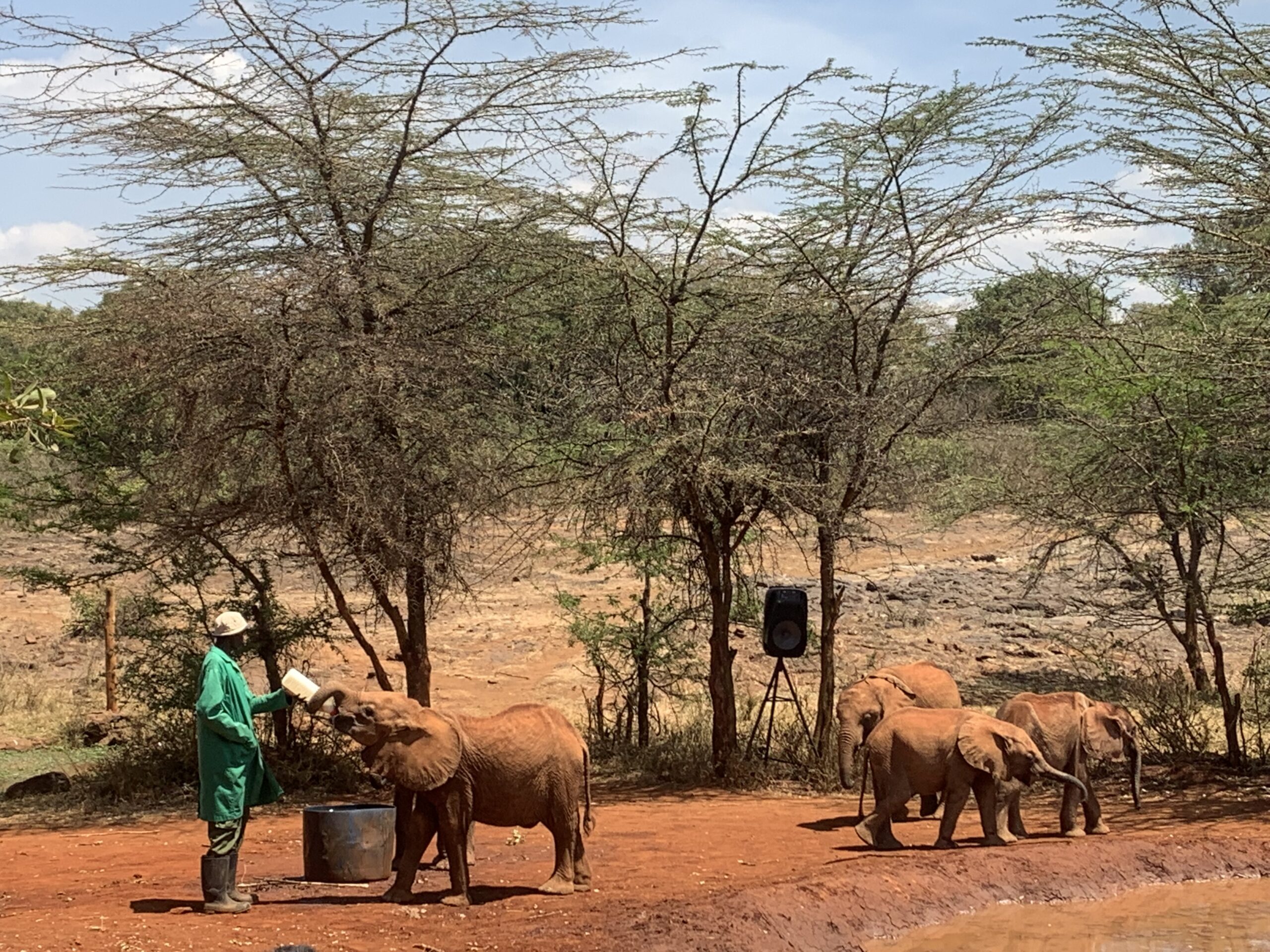 Read more about the article David Sheldrick Elephant Orphanage – Nairobi