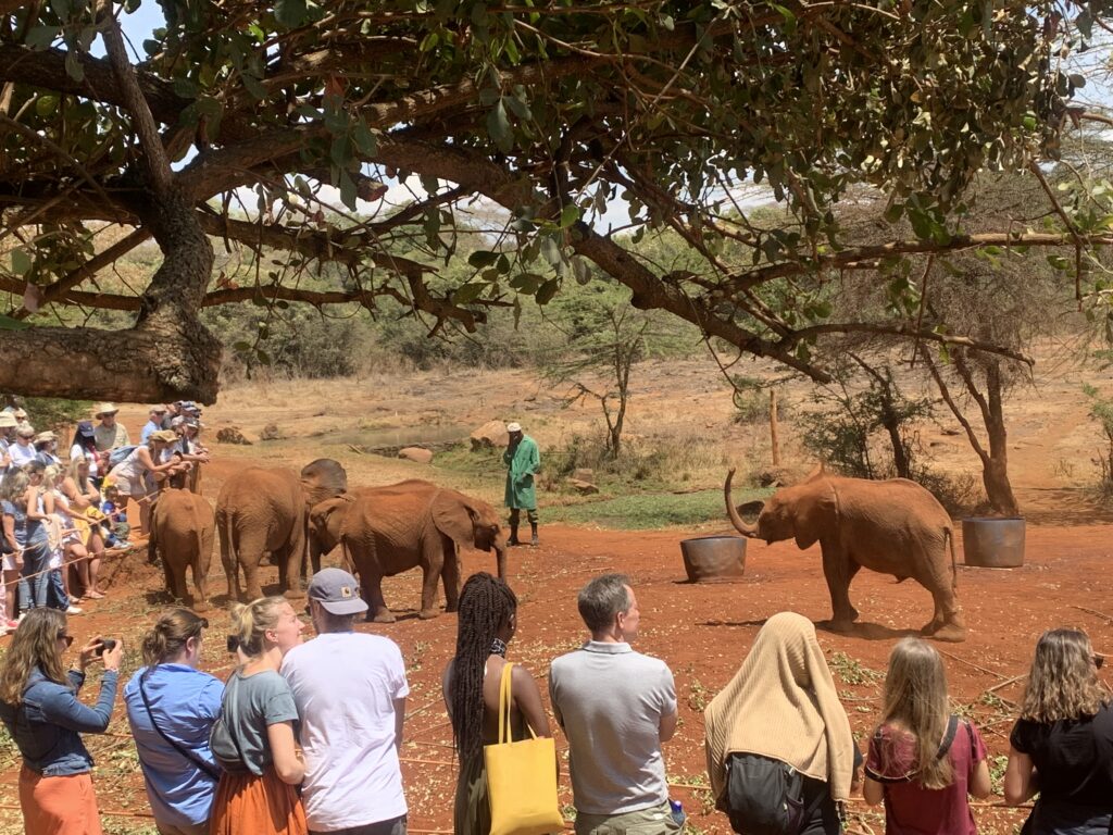 Visitors watching baby elephants feed at David Sheldrick Elephant Sanctuary, Nairobi