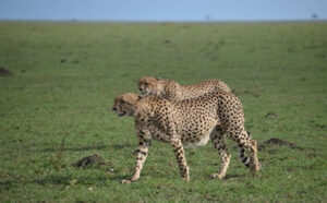 Read more about the article 9 Days Maasai Mara – L. Naivasha – Amboseli – Tsavo West Safari Package