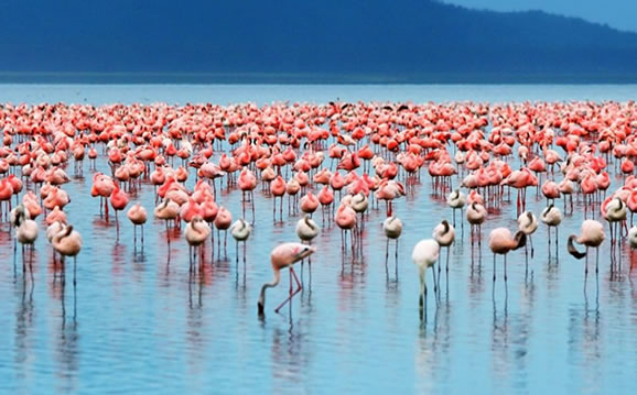 Read more about the article Lake Nakuru National Park
