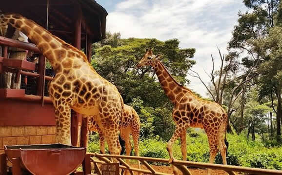 1 Day Nairobi National Park & Giraffe Center Package